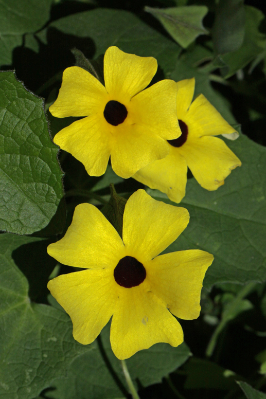 yellow flowers